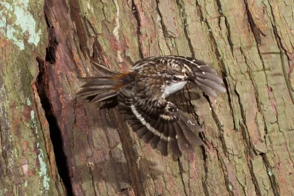 brown_Creeper-001