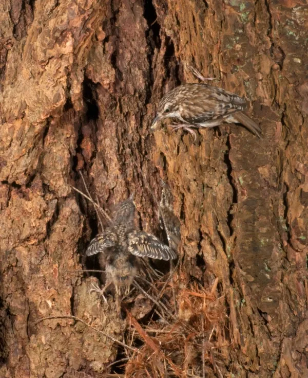 brown_Creeper-0010
