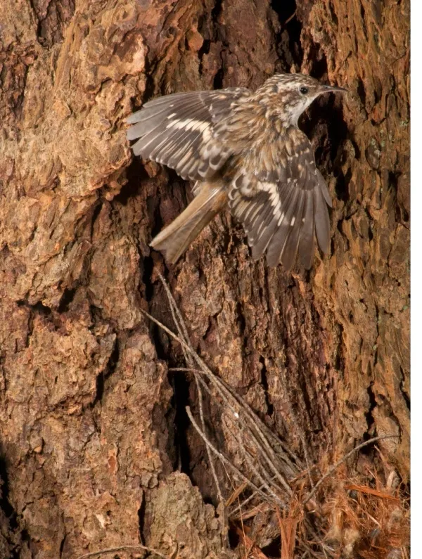 brown_Creeper-0011