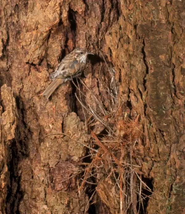 brown_Creeper-0013