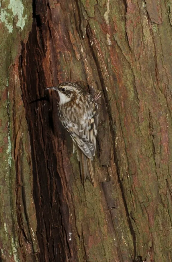 brown_Creeper-0014