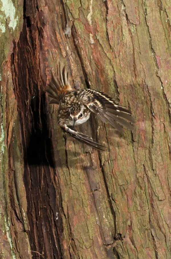 brown_Creeper-0015
