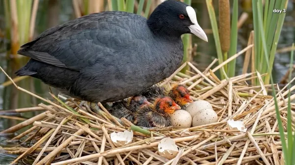 coot-0013