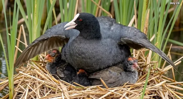 coot-0014