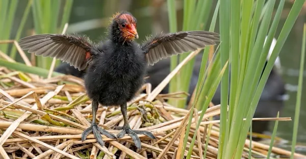 coot-0015