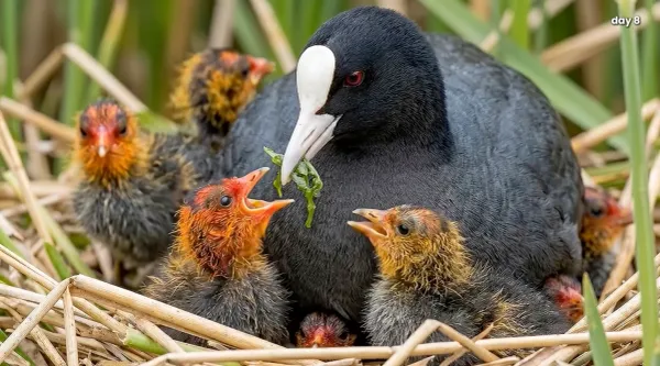 coot-0016