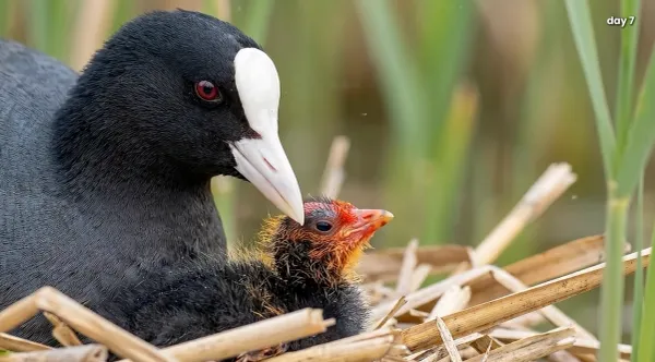 coot-002