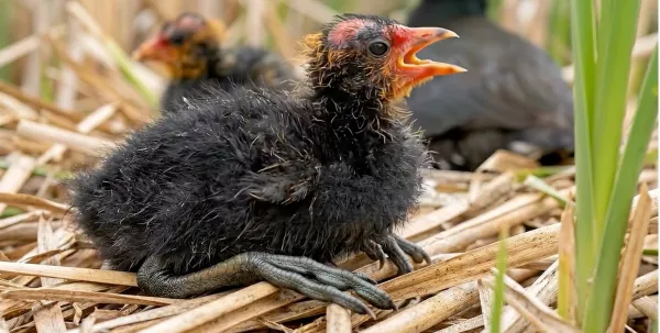 coot-004