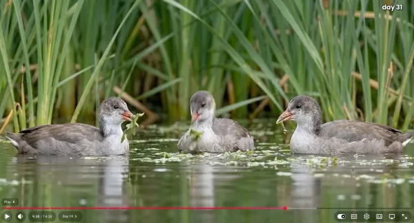 coot-007