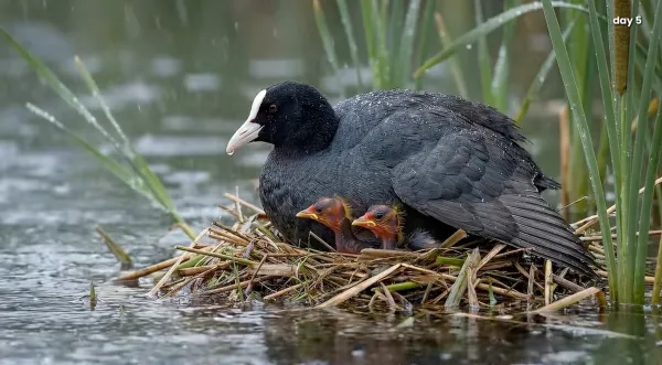 coot-008