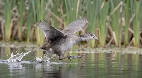 coot-009