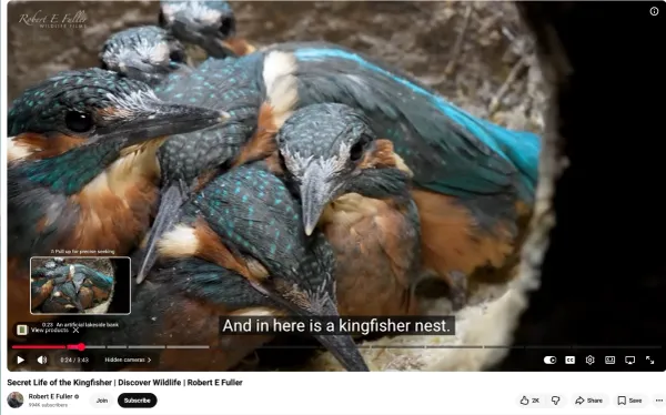 kingfisher_001