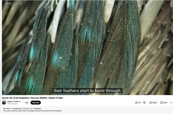 kingfisher_0015