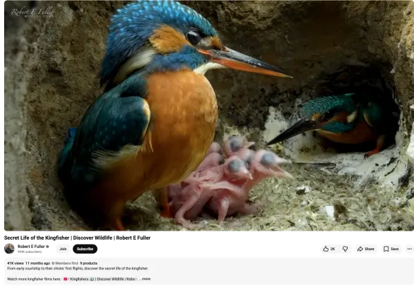 kingfisher_007