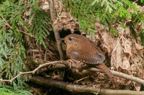 pacific-Wren-002