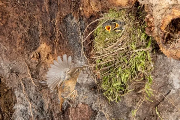 pacific-Wren-005