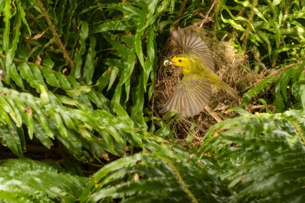 warbler__001