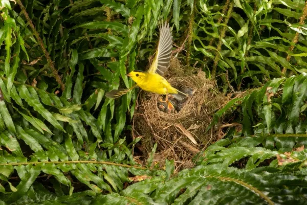 warbler__003
